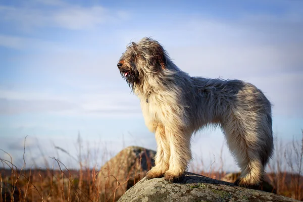 Dog on nature — Stock Photo, Image