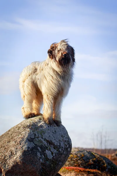 Hund på natur — Stockfoto