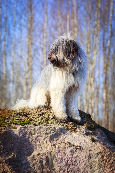 Dog on nature — Stock Photo, Image