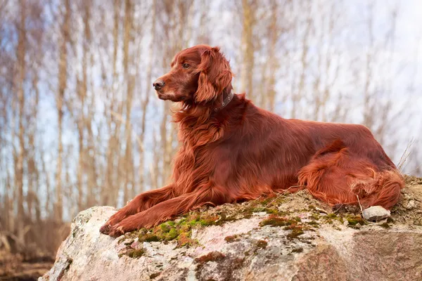 Hond op aard — Stockfoto