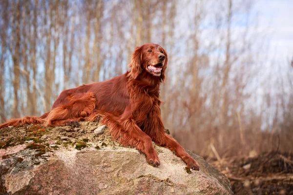 Cane sulla natura — Foto Stock