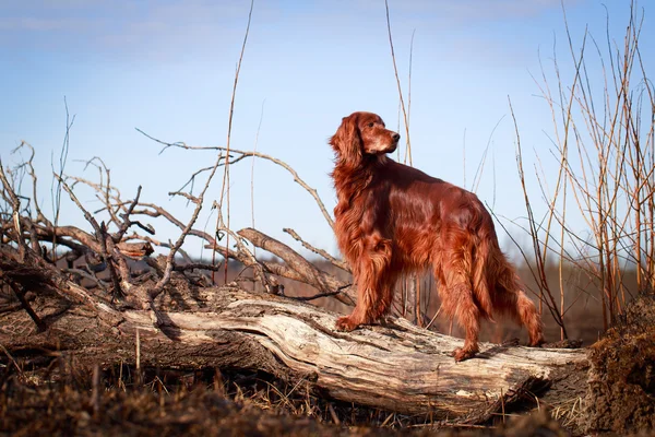 Cane sulla natura — Foto Stock