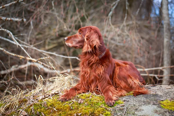 Dog on nature — Stock Photo, Image