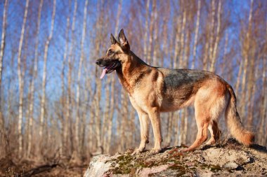 doğa üzerinde köpek