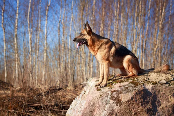 Hund på naturen - Stock-foto