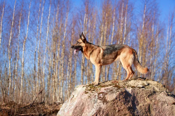 Cane sulla natura — Foto Stock