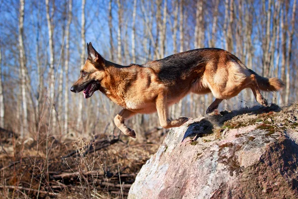 Dog on nature — Stock Photo, Image