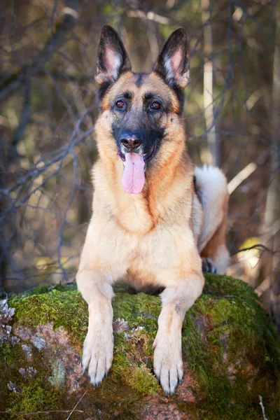 Perro en la naturaleza —  Fotos de Stock