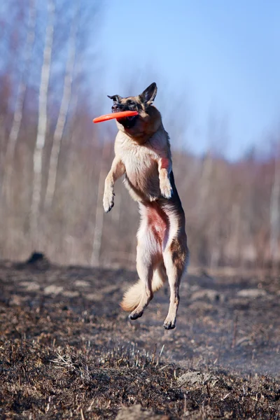 Hund auf der Natur — Stockfoto