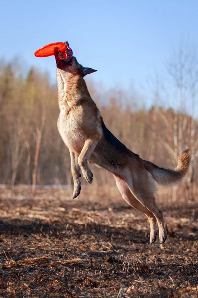 Hund auf der Natur — Stockfoto