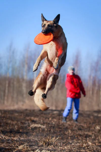 Hund auf der Natur — Stockfoto