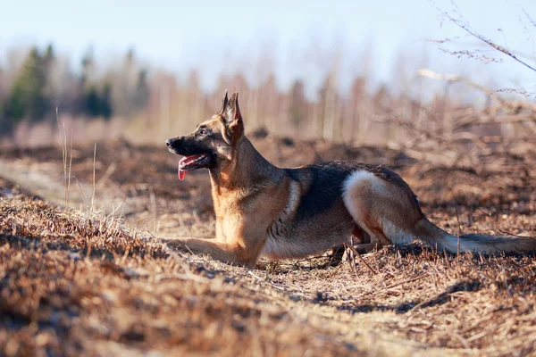 Dog on nature — Stock Photo, Image
