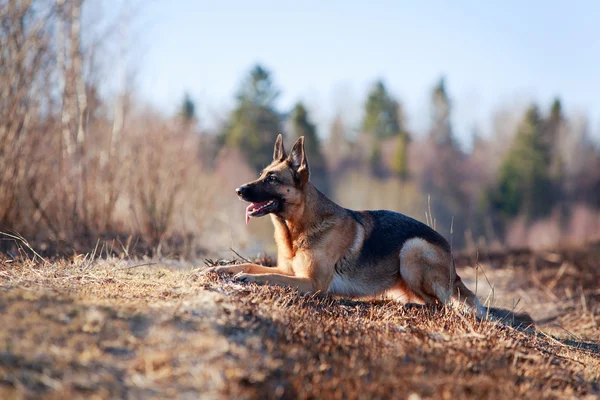 Doğa üzerinde köpek — Stok fotoğraf