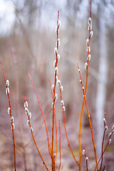 Pussy Willow — Stockfoto