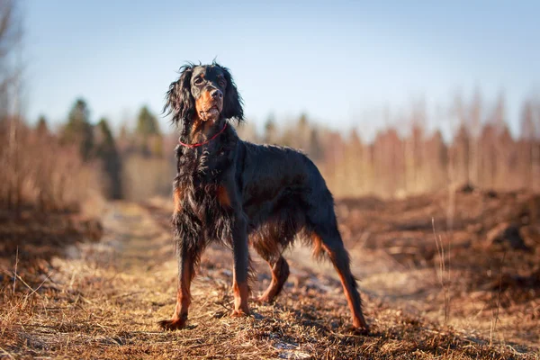 Hund auf der Natur — Stockfoto