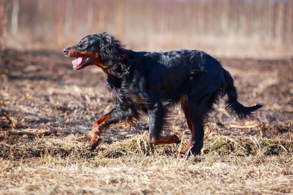 Cane sulla natura — Foto Stock