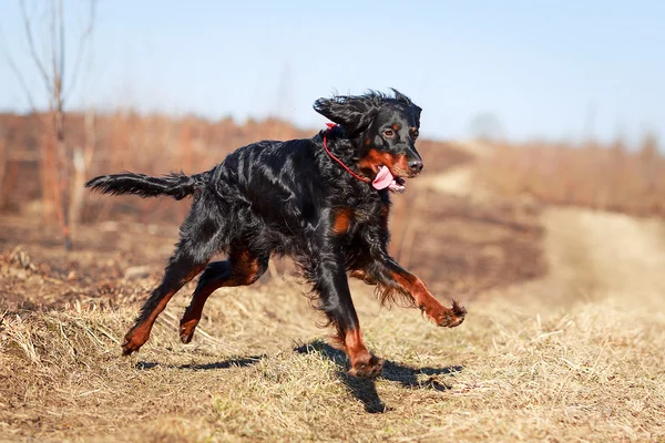 Hund auf der Natur — Stockfoto