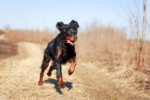 Perro en la naturaleza — Foto de Stock