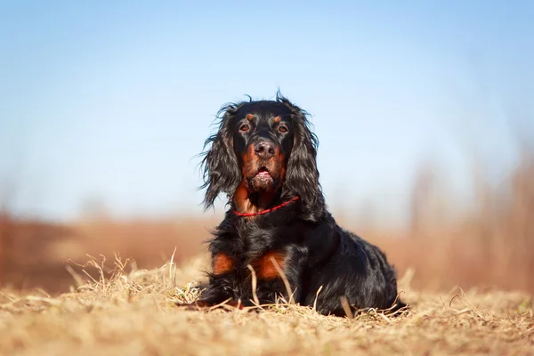 Hond op aard — Stockfoto