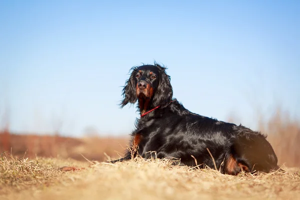 Dog on nature — Stock Photo, Image