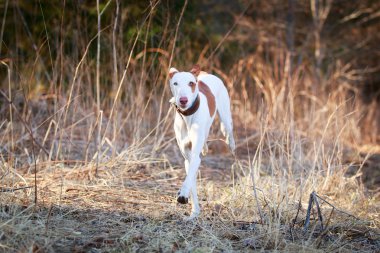 doğa üzerinde köpek