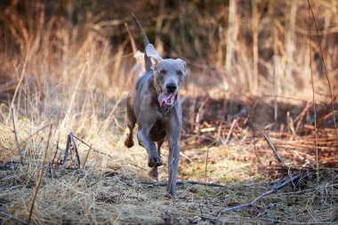 doğa üzerinde köpek