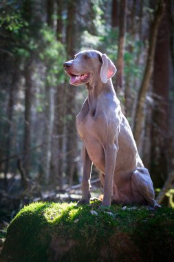 doğa üzerinde köpek