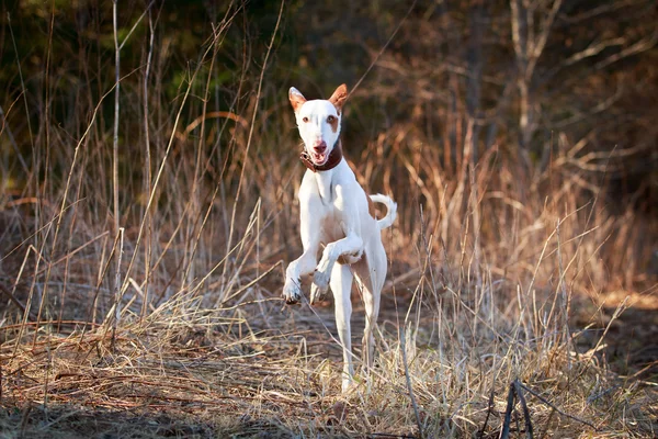 Hund auf der Natur — Stockfoto