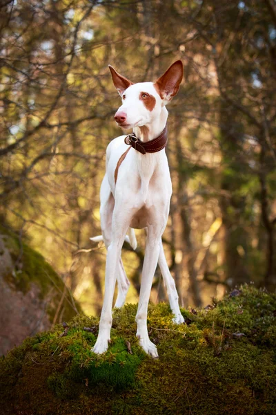 Cane sulla natura — Foto Stock