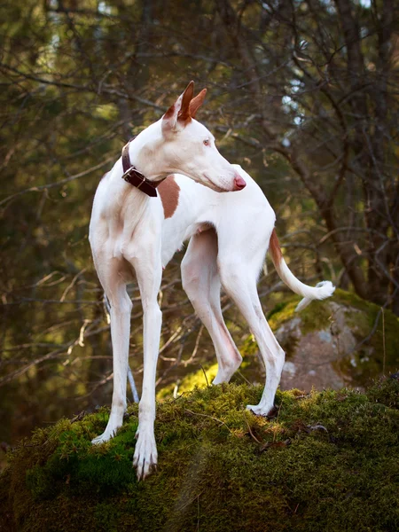 Cane sulla natura — Foto Stock