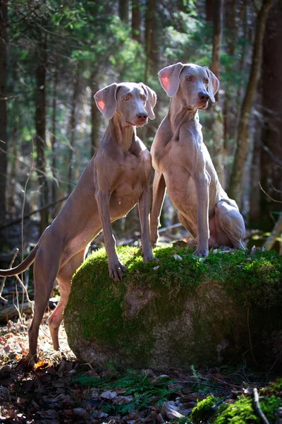 Câine despre natură — Fotografie, imagine de stoc