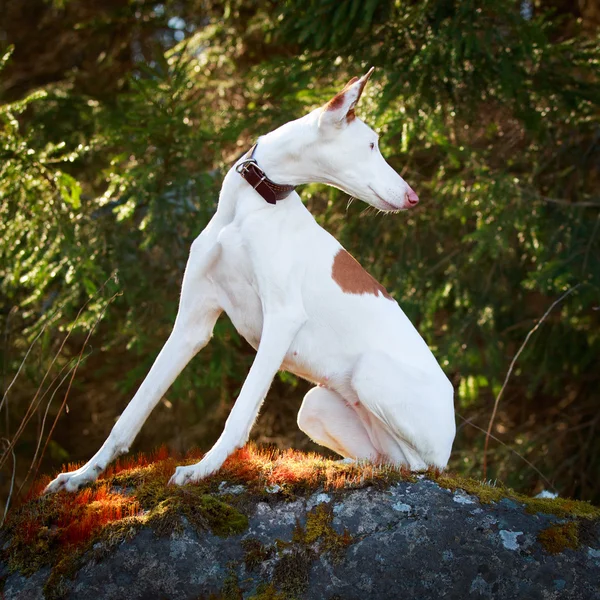 Dog on nature — Stock Photo, Image