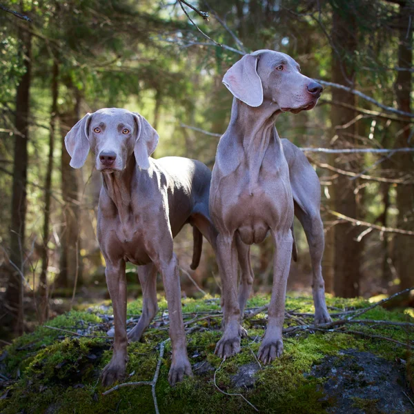 Cão na natureza — Fotografia de Stock