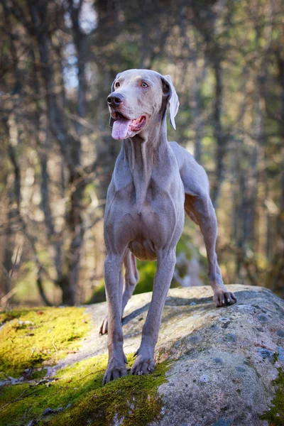 Hund på natur — Stockfoto