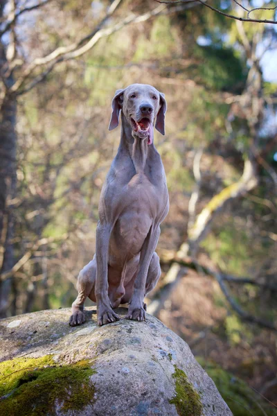 Doğa üzerinde köpek — Stok fotoğraf