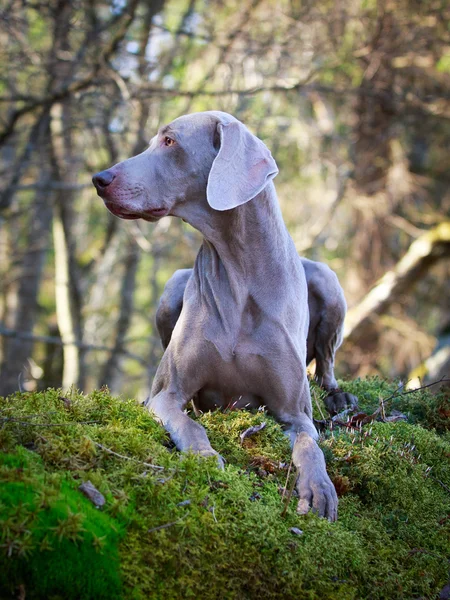 Doğa üzerinde köpek — Stok fotoğraf