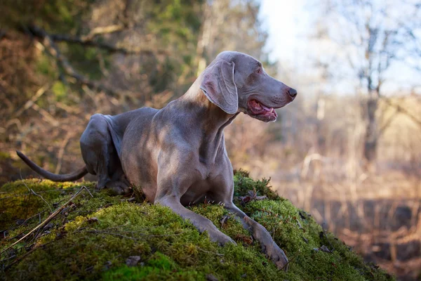 Doğa üzerinde köpek — Stok fotoğraf