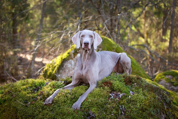 Doğa üzerinde köpek — Stok fotoğraf