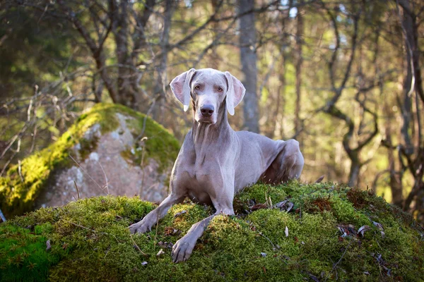 Dog on nature — Stock Photo, Image