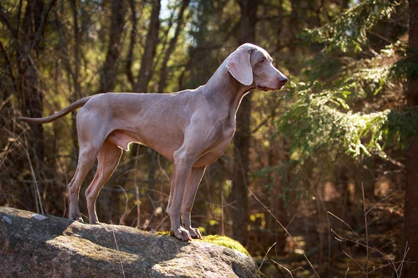 Doğa üzerinde köpek — Stok fotoğraf