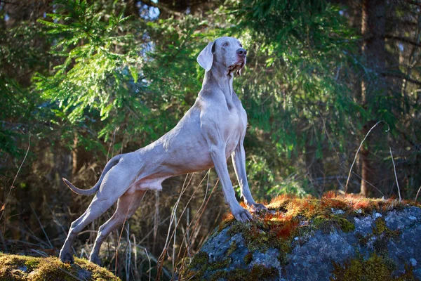 Doğa üzerinde köpek — Stok fotoğraf