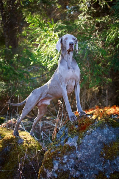 Dog on nature — Stock Photo, Image