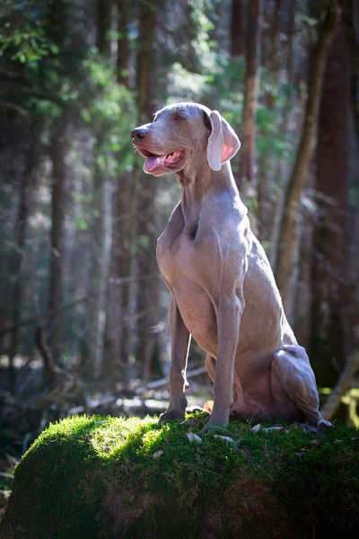 Cane sulla natura — Foto Stock