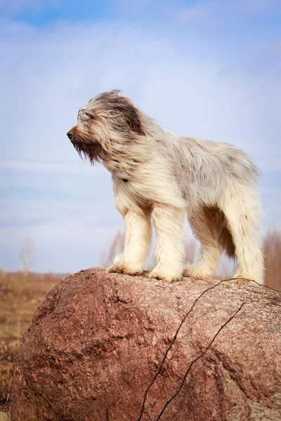 Dog on nature — Stock Photo, Image