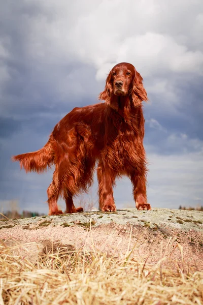 Dog on nature — Stock Photo, Image