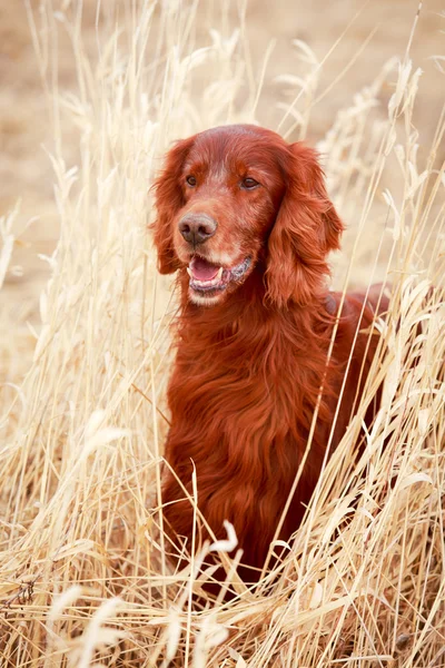 Doğa üzerinde köpek — Stok fotoğraf