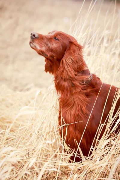 Dog on nature — Stock Photo, Image