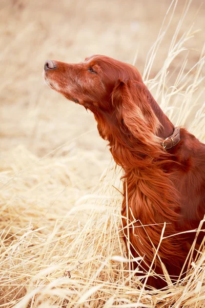 Hond op aard — Stockfoto