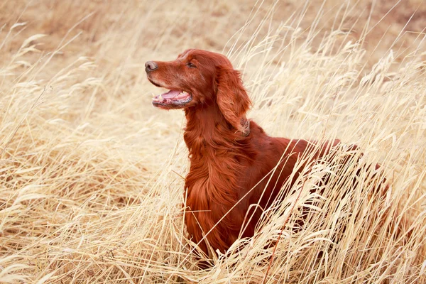 Cane sulla natura — Foto Stock