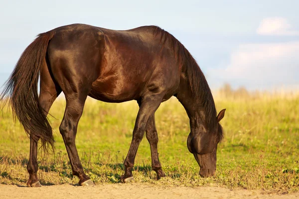 Hond op aard — Stockfoto